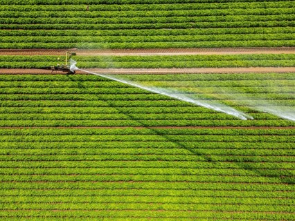 Artificial irrigation with a sprinkler system in a field where carrots are grown, near Kerken, on