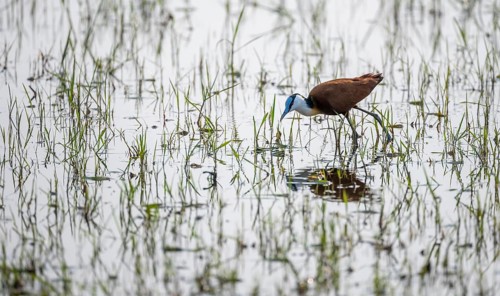 Blue-fronted Jacamar Sandgrouse (Actophilornis africanus) foraging in the water, Okavango Delta,