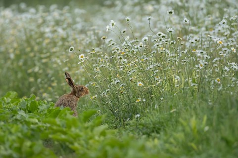 European brown hare (Lepus europaeus) adult animal on the edge of a farmland sugar beet field next