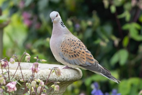 Turtle dove (Streptopelia turtur) adult bird on a garden bird bath, England, United Kingdom