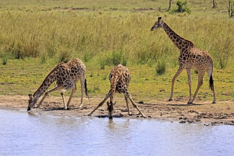 Cape giraffe (Giraffa camelopardalis giraffa), adult, three, water, drinking, Kruger, Kruger