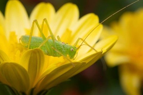Oak bush cricket (Meconema thalassinum) adult insect on a garden yellow flower, England, United