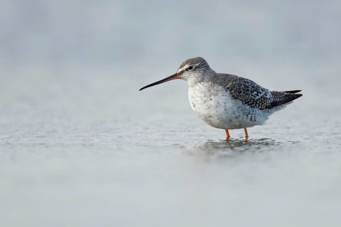 Migrant in the Wadden Sea... Spotted Redshank (Tringa erythropus), breeding bird of the Arctic and