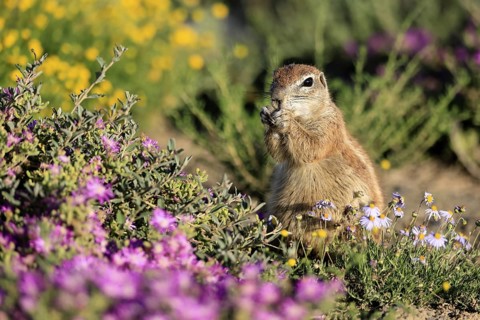Cape bristle-thighed squirrel (Xerus inauris), adult, standing upright, feeding, flower meadow,