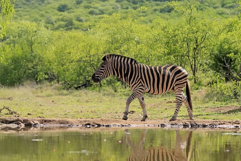 Burchell's zebra (Equus quagga burchelli), Burchell's zebra, adult, at the water, waterhole,
