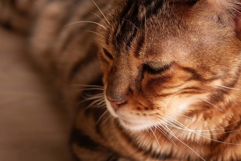 Bengal cat relaxing in sunlit room, highlighting unique fur patterns and playful demeanor on wooden