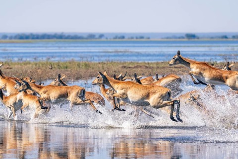 Red Lechwe herd, Kobus leche, running for crossing the Chobe river. Wild antelopes in natural