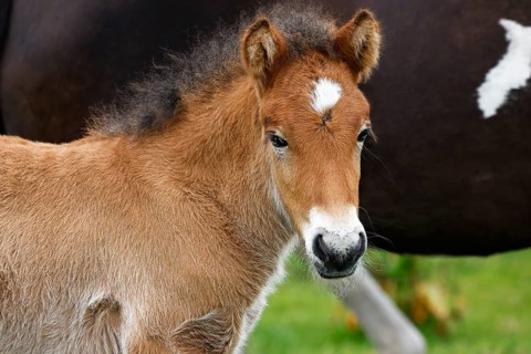 Young Icelandic horse (Equus islandicus), foal in a meadow, animal child, portrait,