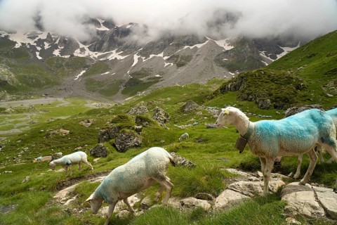 Sheep in the Cirque de Troumouse basin in the Pyrenees National Park near Gavarnie-Gèdre, France