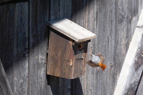 A male common redstart (Phoenicurus phoenicurus) landing on a birdhouse, animal photo, bird, bird