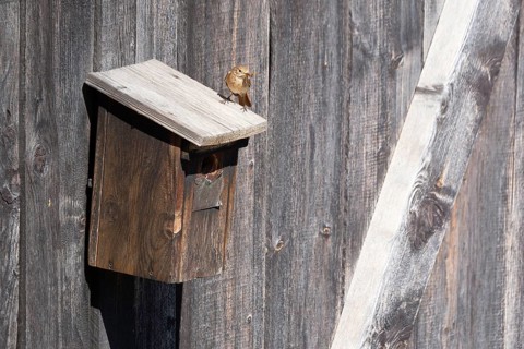 A redstart (Phoenicurus phoenicurus) female sits on a birdhouse and has insects in her beak, animal