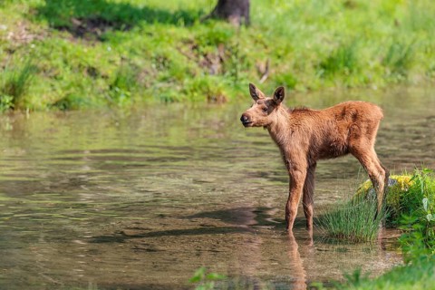 A Moose calf (Alces alces) stands in a shallow stream and looks around