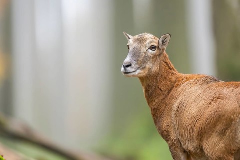 European mouflon (Ovis aries musimon) sheep (female) standing in a forest in autumn, portrait,
