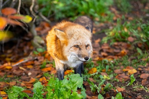 Red fox (Vulpes vulpes) standing in a forest in autumn, Bavaria, Germany