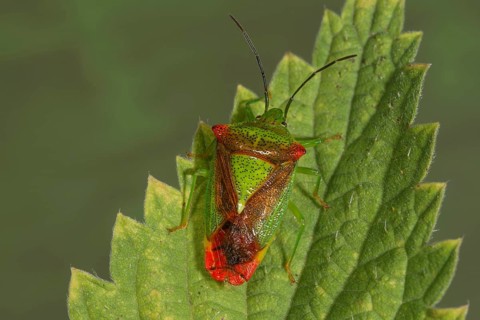 Wipfel-Stachelwanze (Acanthosoma haemorhoidale) sitting on a stinging nettle leaf,