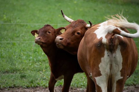 Cow and calf standing close together in the pasture, Zgornje Jezersko, Gorenjska, Slovenia