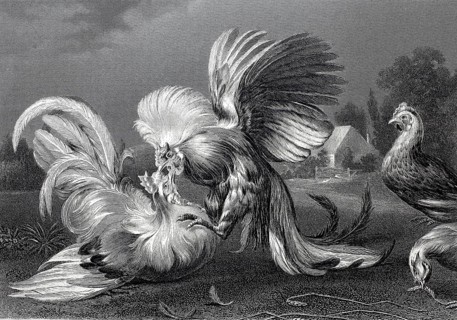 Cockfight, steel engraving after a painting by Frans Snyders, Historic, digitally restored