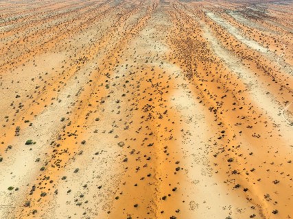 Parallel, linear sand dunes grown with camelthorn trees (Vachellia erioloba) in the Kalahari Desert