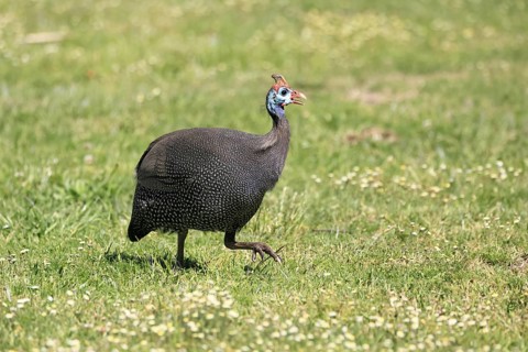 Helmeted guineafowl (Numida meleagris), adult, calling, running, foraging, Kirstenbosch Botanical