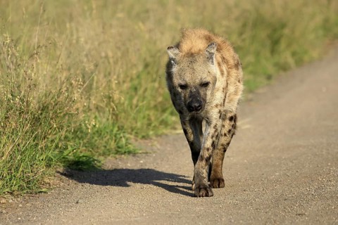 Spotted hyena (Crocuta crocuta), spotted hyena, adult, running, Kruger, Kruger National Park, South