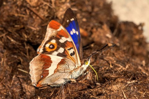Male Apatura iris (Apatura iris) sucking on horse faeces, Baden-Württemberg, Germany