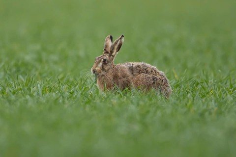 European brown hare (Lepus europaeus) adult animal feeding in a farmland cereal field in