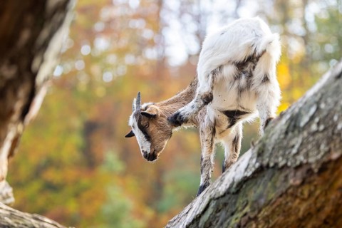 Domestic goat (Capra hircus) standing on a wood in autumn, Bavaria, Germany
