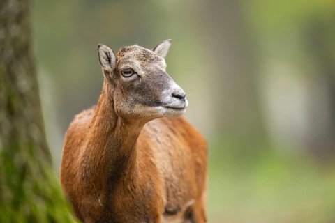 European mouflon (Ovis aries musimon) sheep (female) standing in a forest in autumn, portrait,