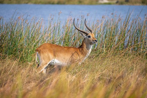 Letschwe or lychee moor antelope (Kobus leche), in dry grass by a river, Okavango Delta, Moremi