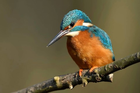 Hunting from a perch... Kingfisher (Alcedo atthis) hunting small fish, perched on a branch above