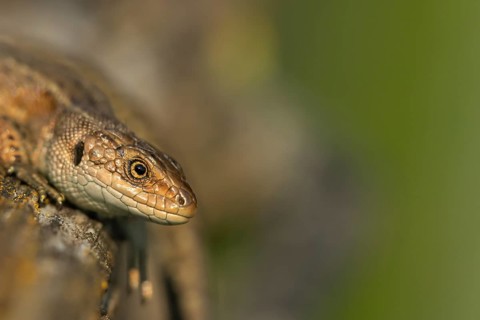 Common lizard (Zootoca vivipara) adult reptile resting on a wooden sleeper, England, United Kingdom