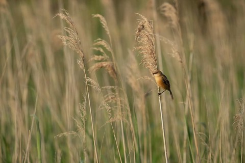 Bearded tit or reedling (Panurus biarmicus) juvenile bird on a Common reed (Phragmites australis)