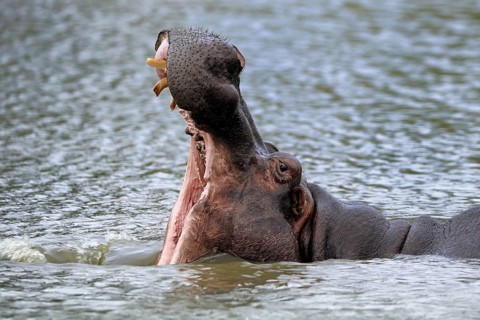 Hippopotamus (Hippopatamus amphibius), adult, in water, yawning, threatening, portrait, Kruger,