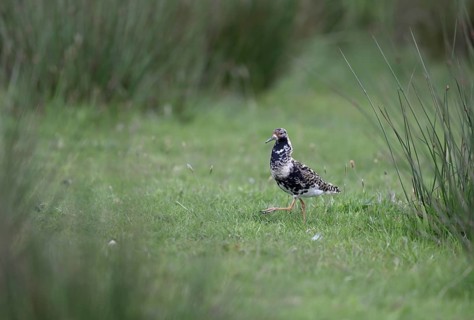 Ruff (Philomachus pugnax) in a meadow, Texel, North Holland, Netherlands