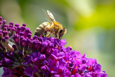 A bee (Apis) sitting on a purple flower of the summer lilac (Buddleja davidii), Ternitz, Lower