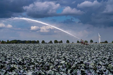 Agriculture, artificial irrigation of a field, irrigation system, cabbage cultivation, red cabbage,