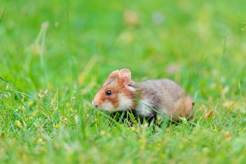 A European hamster (Cricetus cricetus) collects herbs, grass and daisies in a fresh green meadow