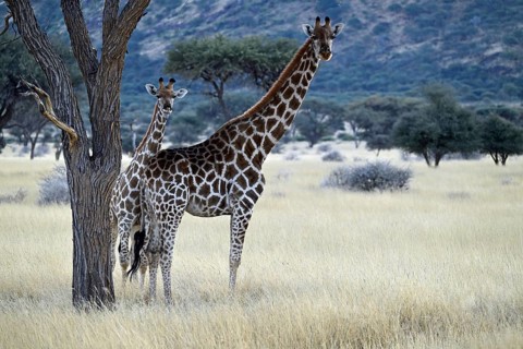Giraffe (Giraffa camelopardalis giraffa) mother with young in early morning light, Namibia