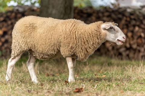 Een schaap staat in een groene weide en graast. Behind the door is a pile of stumps. De zon schijnt
