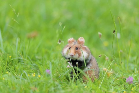 A European hamster (Cricetus cricetus) collects herbs, grass and daisies in a fresh green meadow