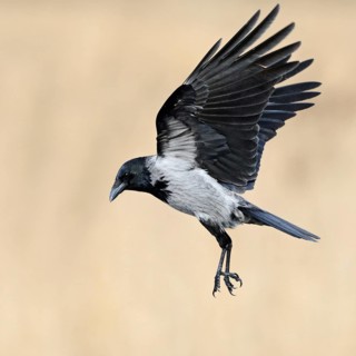 On the approach... Hooded Crow (Corvus cornix) in flight, flying, unmistakable raven bird due to