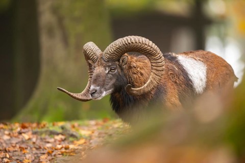 European mouflon (Ovis aries musimon) ram (male) walking in a forest in autumn, Bavaria, Germany