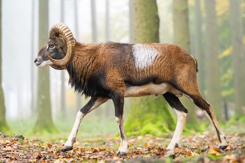 European mouflon (Ovis aries musimon) ram (male) walking in a forest in autumn, Bavaria, Germany