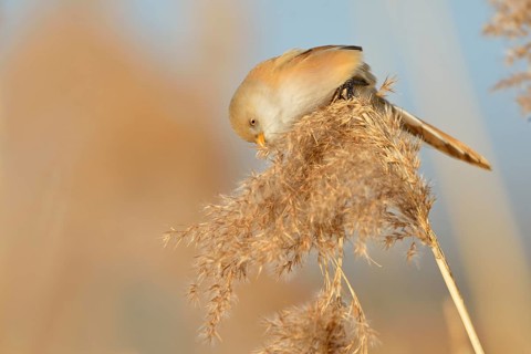 Bearded Tit (Panurus biarmicus) in spring, adult female, sitting on reed frond, in reed grass,
