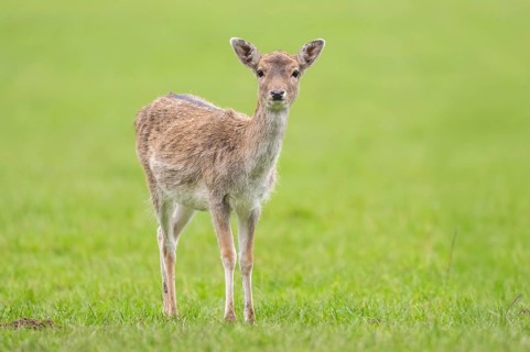 European fallow deer (dama dama) doe on a meadow in autumn, Bavaria, Germany