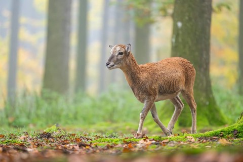 European mouflon (Ovis aries musimon) sheep (female) walking in a forest in autumn, Bavaria,