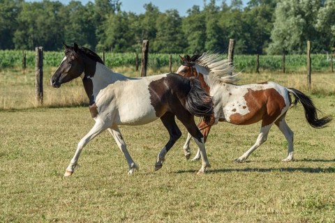 Twee pairs, one with a zwart-witte vacht and de ander with a bruin-witte vacht, galopperen speels