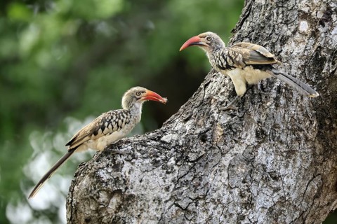 Mopanetoko (Tockus rufirostris), Southern Red-billed Hornbill, adult, pair, on tree, at breeding