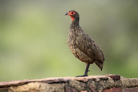 Swainson's francolin (Pternistis swainsonii), adult, alert, Kruger, Kruger National Park, South