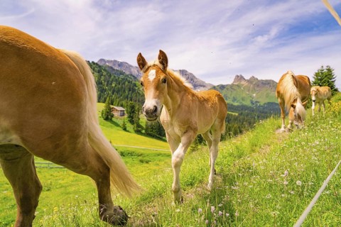 Foal on a flower meadow in front of a majestic mountain backdrop and blue sky, hike to the